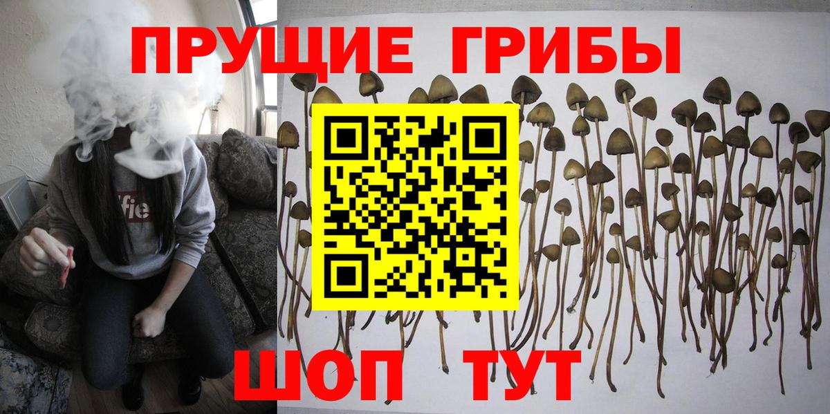 Галлюциногенные грибы Cubensis  Вход с VPN  Каменка 